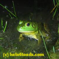 /home//u458753944/public_html/sourcegallery//Frogs/More bullfrogs/P7010223.JPG